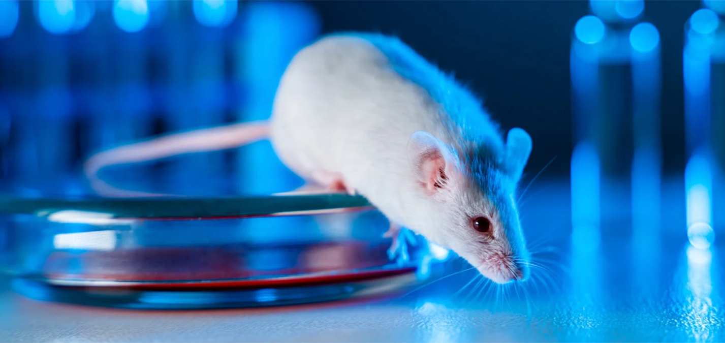 Lab Mouse